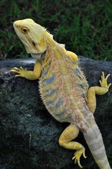 Leatherback Bearded Dragons - Amazing Amazon